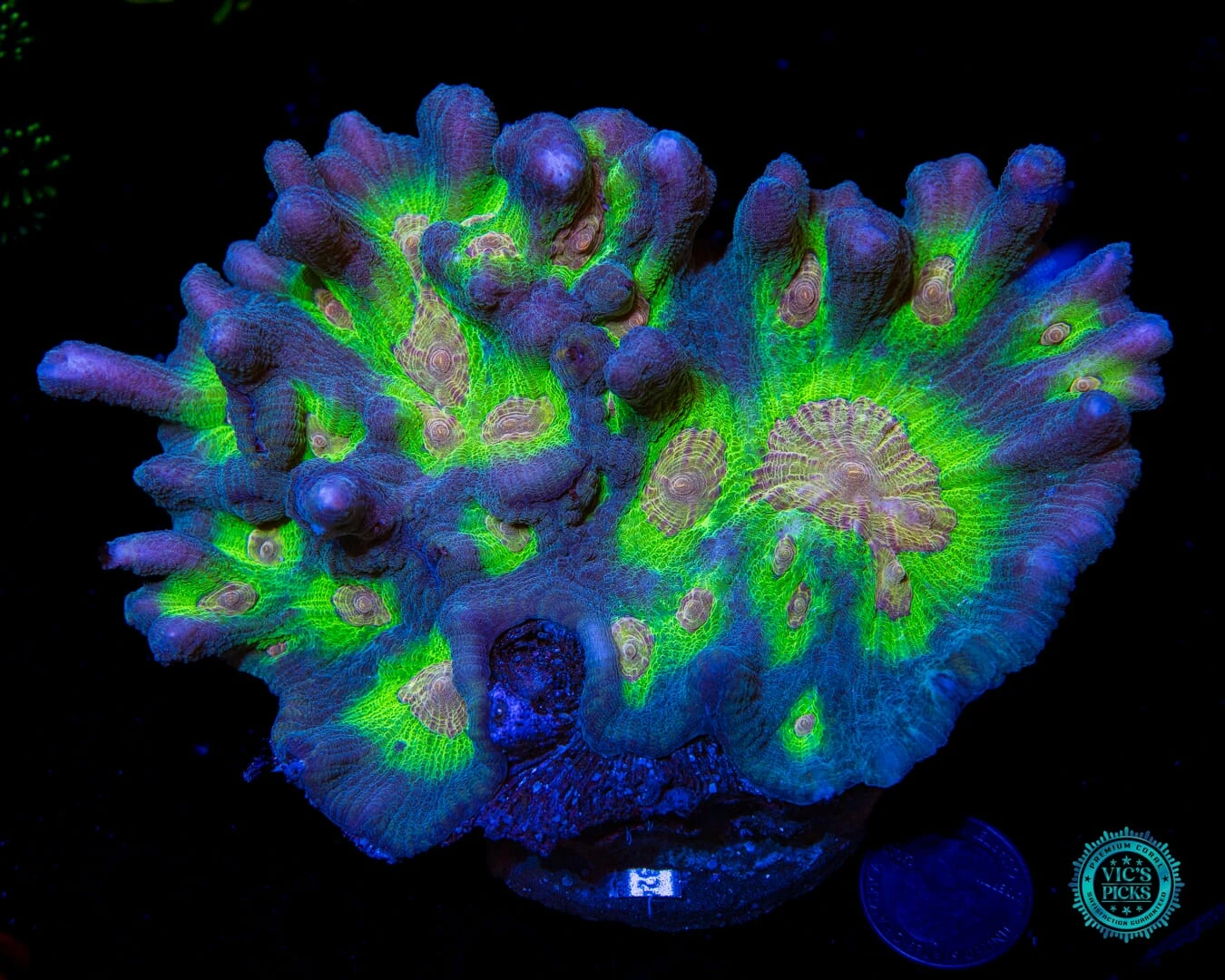 Earth And Moon Pectinia 3 Earth And Moon Pectinia