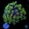 Neon Grape Goniopora -Coral Shop VP 050925A 23
