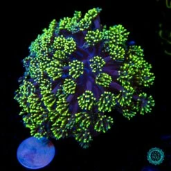 Neon Grape Goniopora