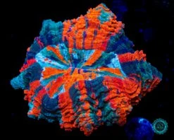 Jelly Belly Acanthophyllia