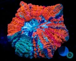 Rainbow Rush Acanthophyllia