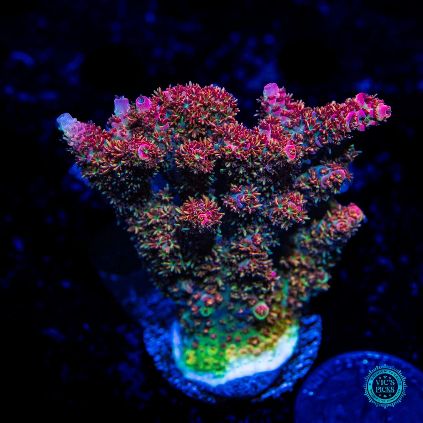 Solomon Ridonculous Acropora 3 Solomon Ridonculous Acropora