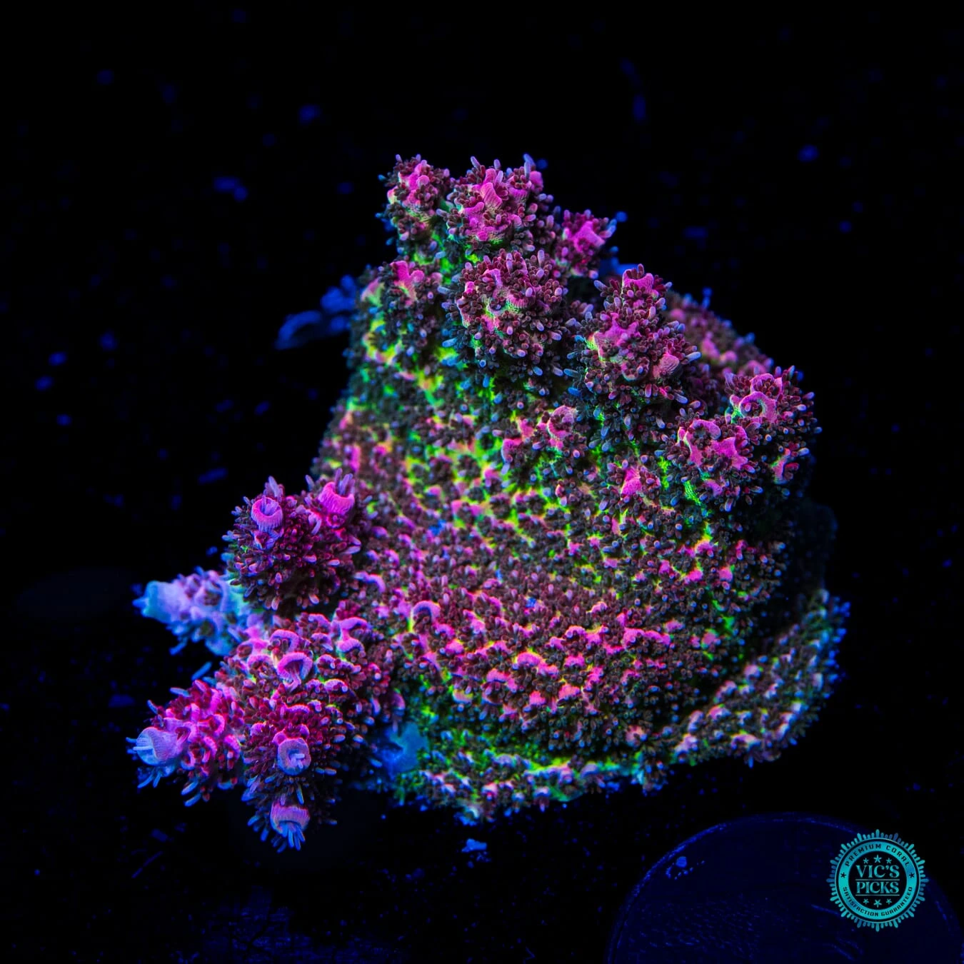 WWC Suicide Squad Acropora 3 WWC Suicide Squad Acropora