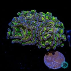 Holy Grail Branching Hammer 6 Holy Grail Branching Hammer -Coral Shop VP 050925D 02