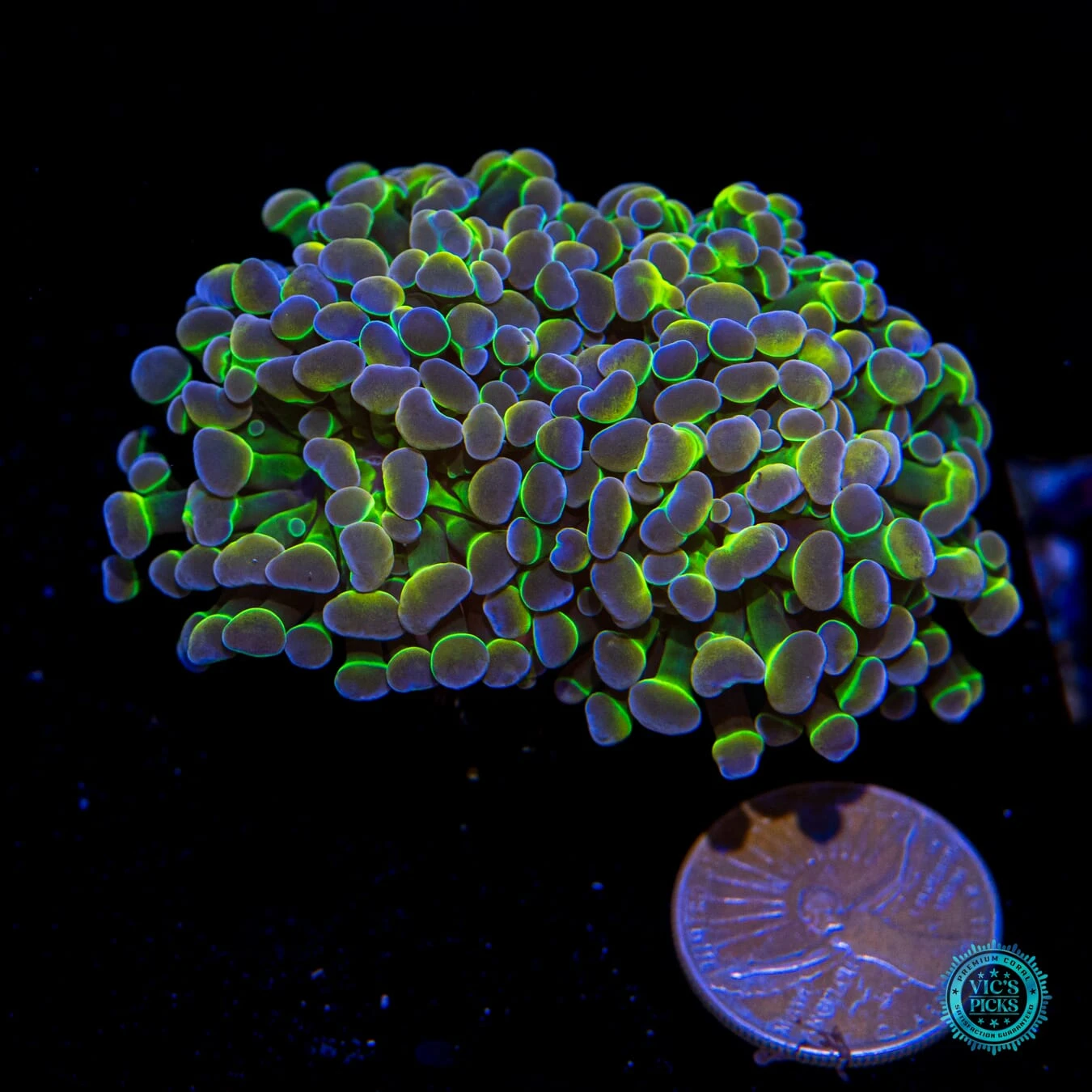 Holy Grail Branching Hammer 4 Holy Grail Branching Hammer - Image 2