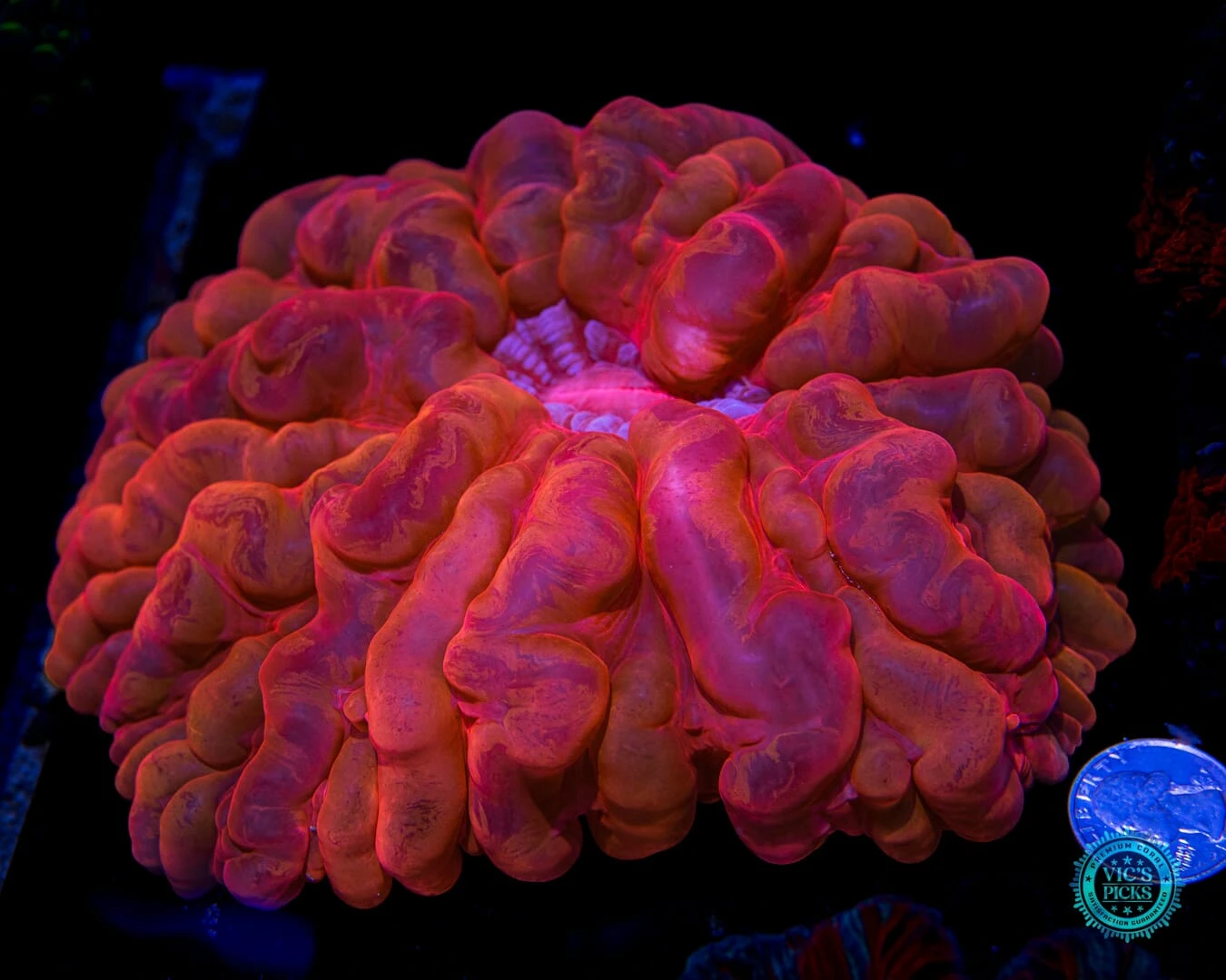 Hellfire Cynarina 4 Hellfire Cynarina - Image 2