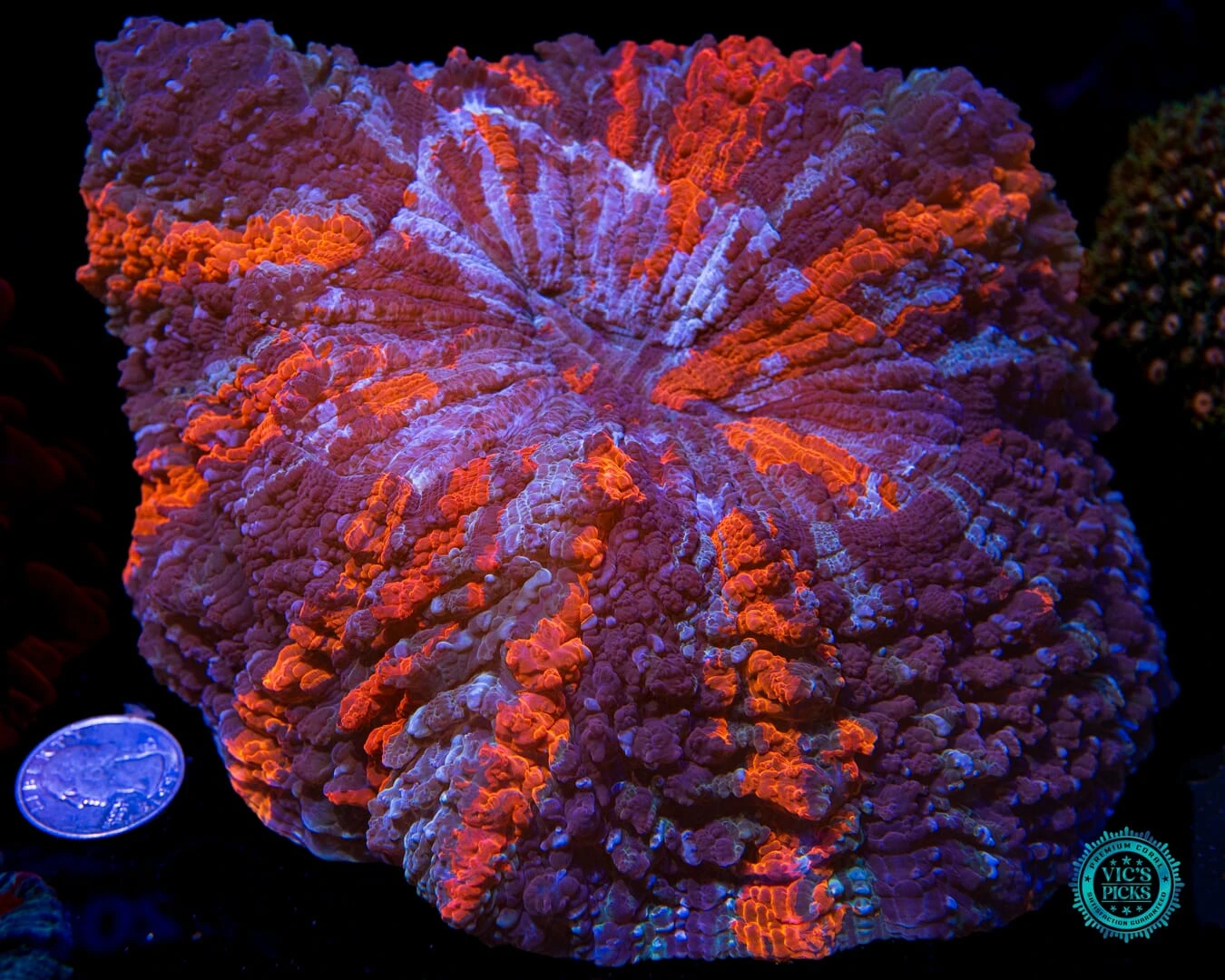 Thunder Flash Acanthophyllia 4 Thunder Flash Acanthophyllia - Image 2