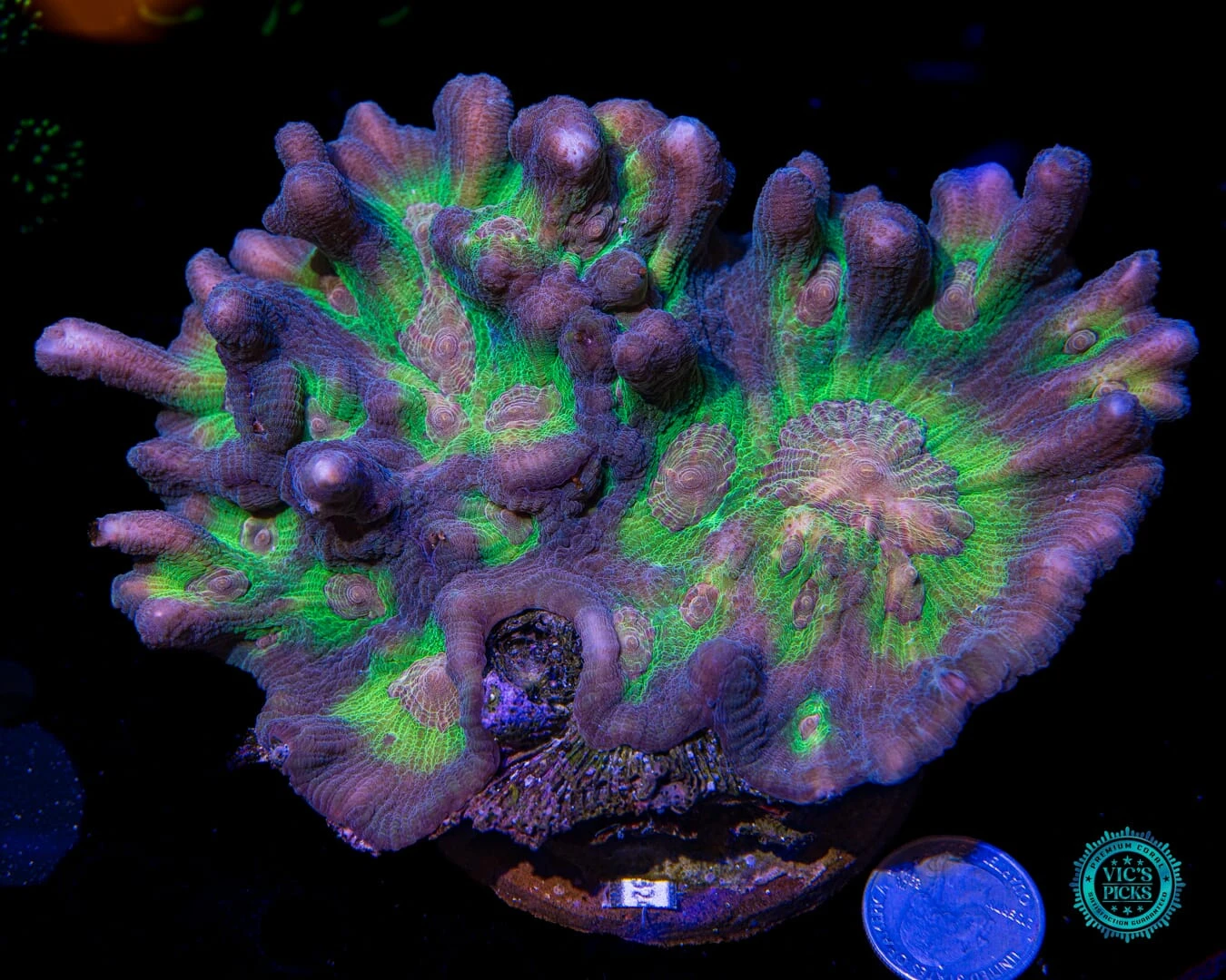 Earth And Moon Pectinia 4 Earth And Moon Pectinia - Image 2