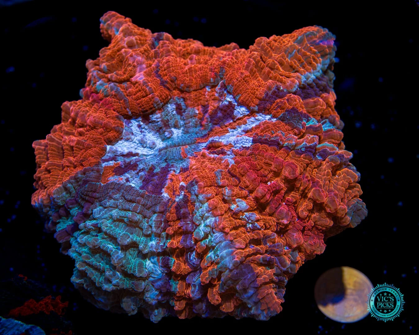 Rainbow Rush Acanthophyllia 4 Rainbow Rush Acanthophyllia - Image 2