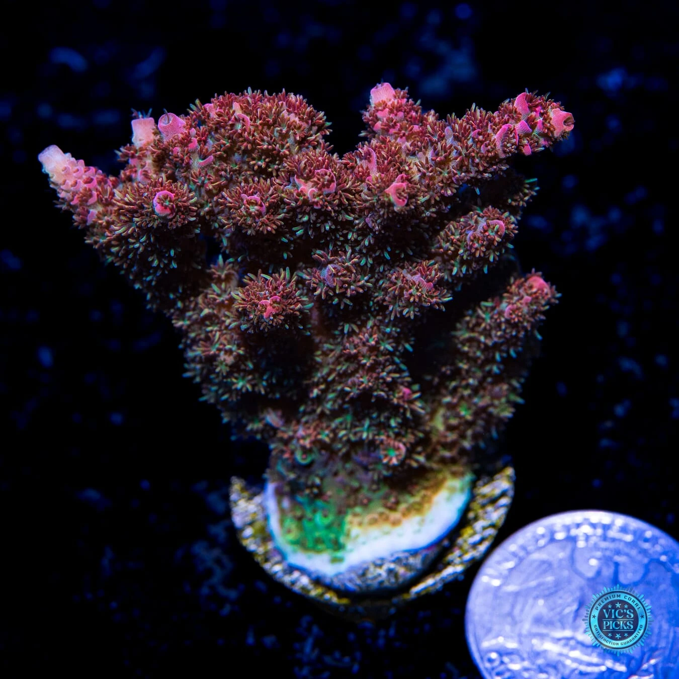 Solomon Ridonculous Acropora 4 Solomon Ridonculous Acropora - Image 2