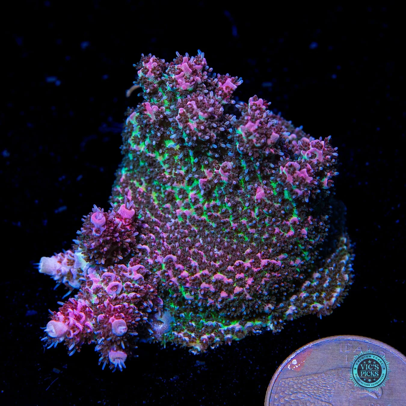 WWC Suicide Squad Acropora 4 WWC Suicide Squad Acropora - Image 2