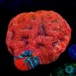 Perfect Combo Of Warpaint Scoly And Goji Berry Bowerbanki