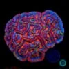 Rainbow Tiger Symphyllia Wilsoni -Coral Shop VP 051625A 02