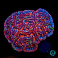 Rainbow Tiger Symphyllia Wilsoni