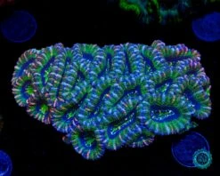 Bubblicious Aussie Lord