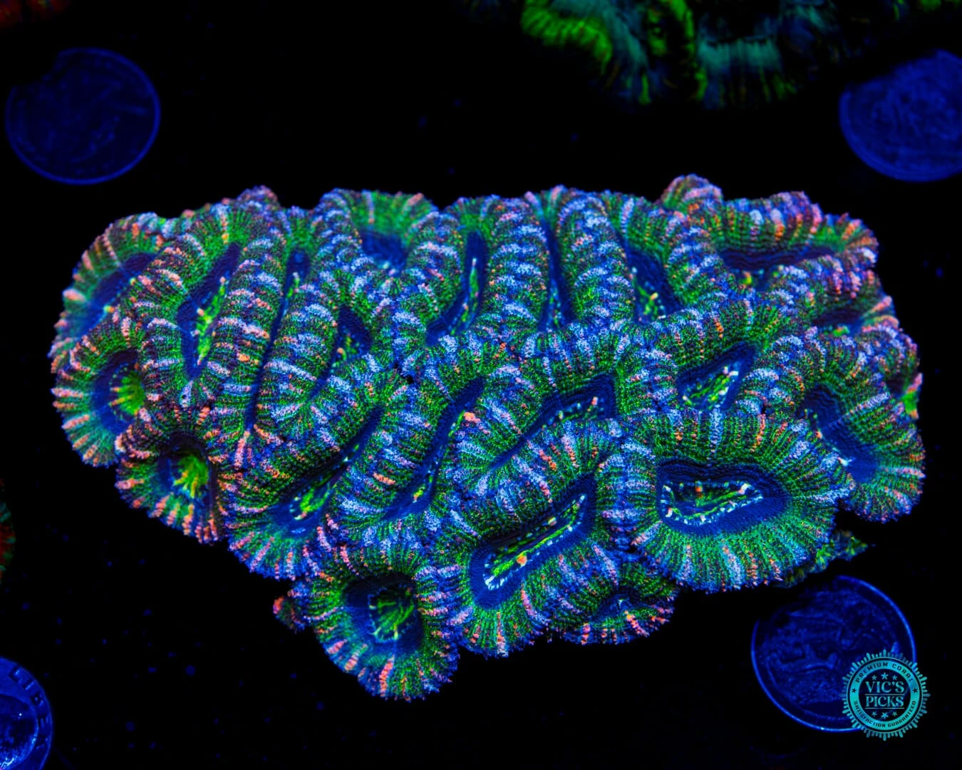 Bubblicious Aussie Lord 3 Bubblicious Aussie Lord