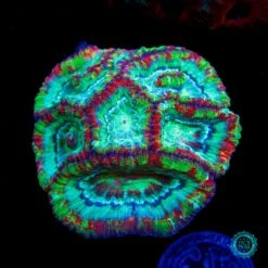 Sour Tiger Symphyllia Wilsoni