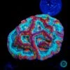 Love Tiger Symphyllia Wilsoni 1 Love Tiger Symphyllia Wilsoni -Coral Shop VP 051625A 07