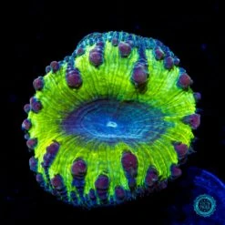 Grape Venom Blastomussa