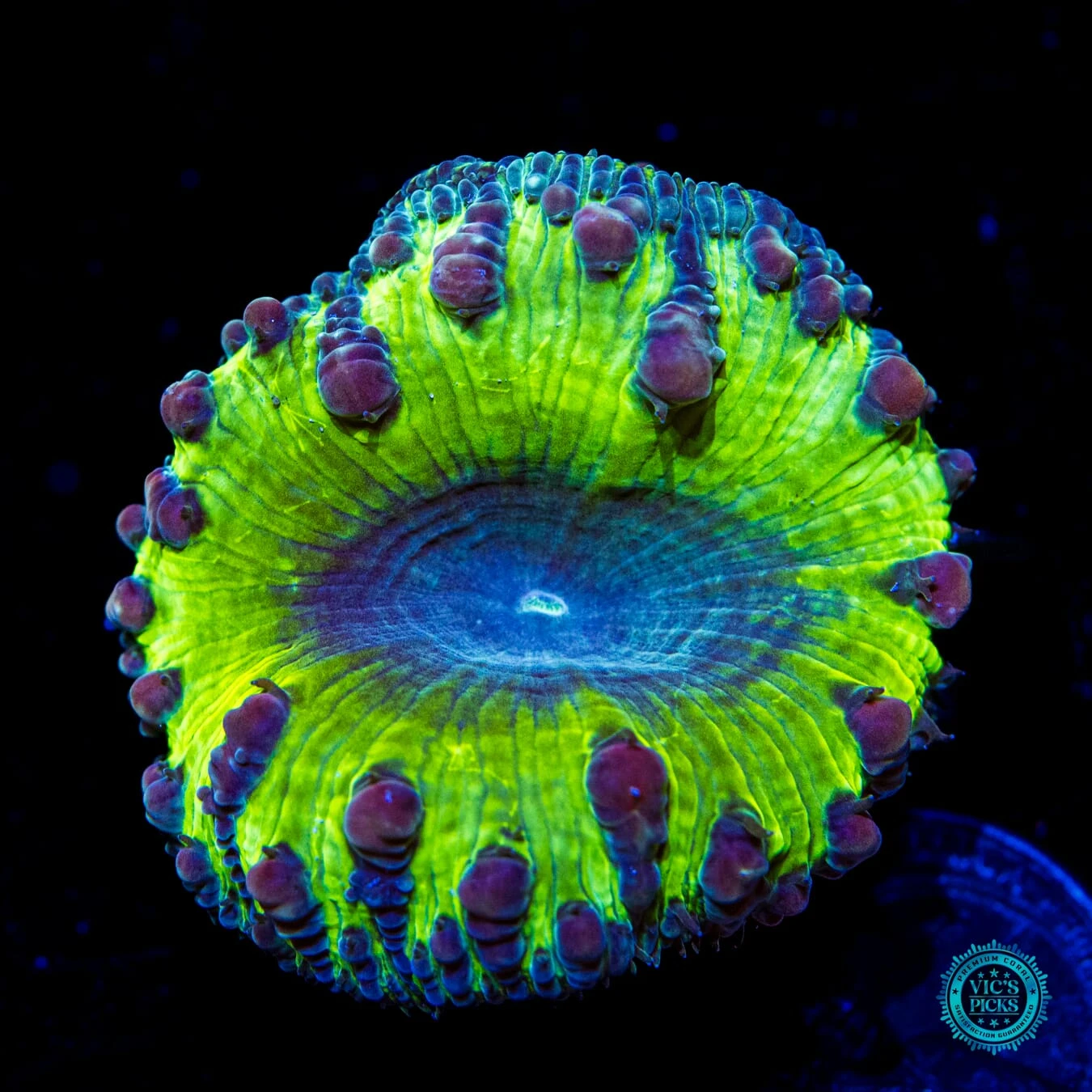 Grape Venom Blastomussa 3 Grape Venom Blastomussa