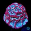 Frozen Tiger Symphyllia Wilsoni -Coral Shop VP 051625A 17