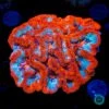 Raging Tiger Symphyllia Wilsoni -Coral Shop VP 051625A 18