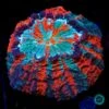 Firestorm Acanthophyllia 2 Firestorm Acanthophyllia -Coral Shop VP 051625A 21