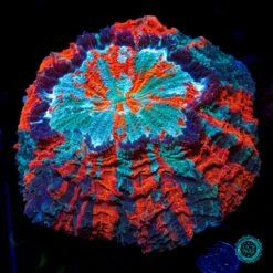 Firestorm Acanthophyllia