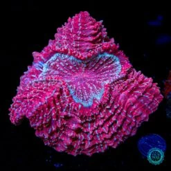 Berry Blender Acanthophyllia