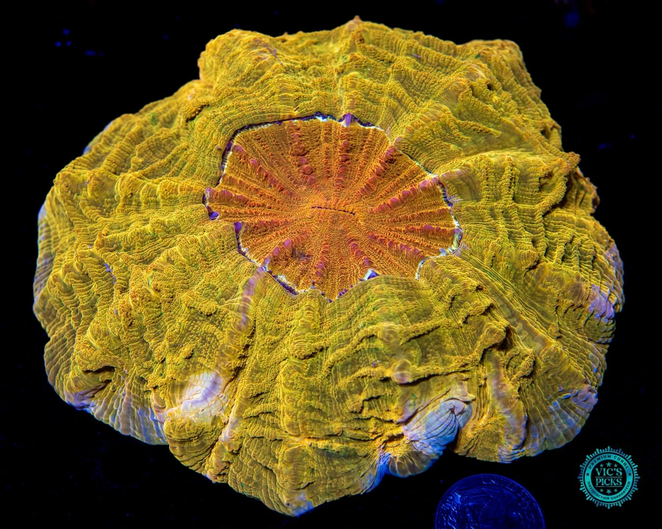 High Noon Acanthophyllia 3 High Noon Acanthophyllia