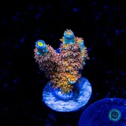 WWC Painkiller Tenuis Acropora