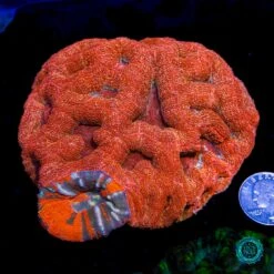 Perfect Combo Of Warpaint Scoly And Goji Berry Bowerbanki -Coral Shop VP 051625D 01