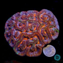 Rainbow Tiger Symphyllia Wilsoni -Coral Shop VP 051625D 02
