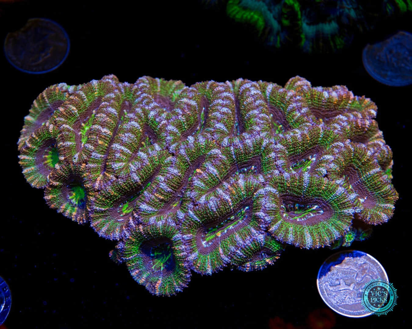 Bubblicious Aussie Lord 4 Bubblicious Aussie Lord - Image 2