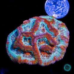 Love Tiger Symphyllia Wilsoni 8 Love Tiger Symphyllia Wilsoni -Coral Shop VP 051625D 07