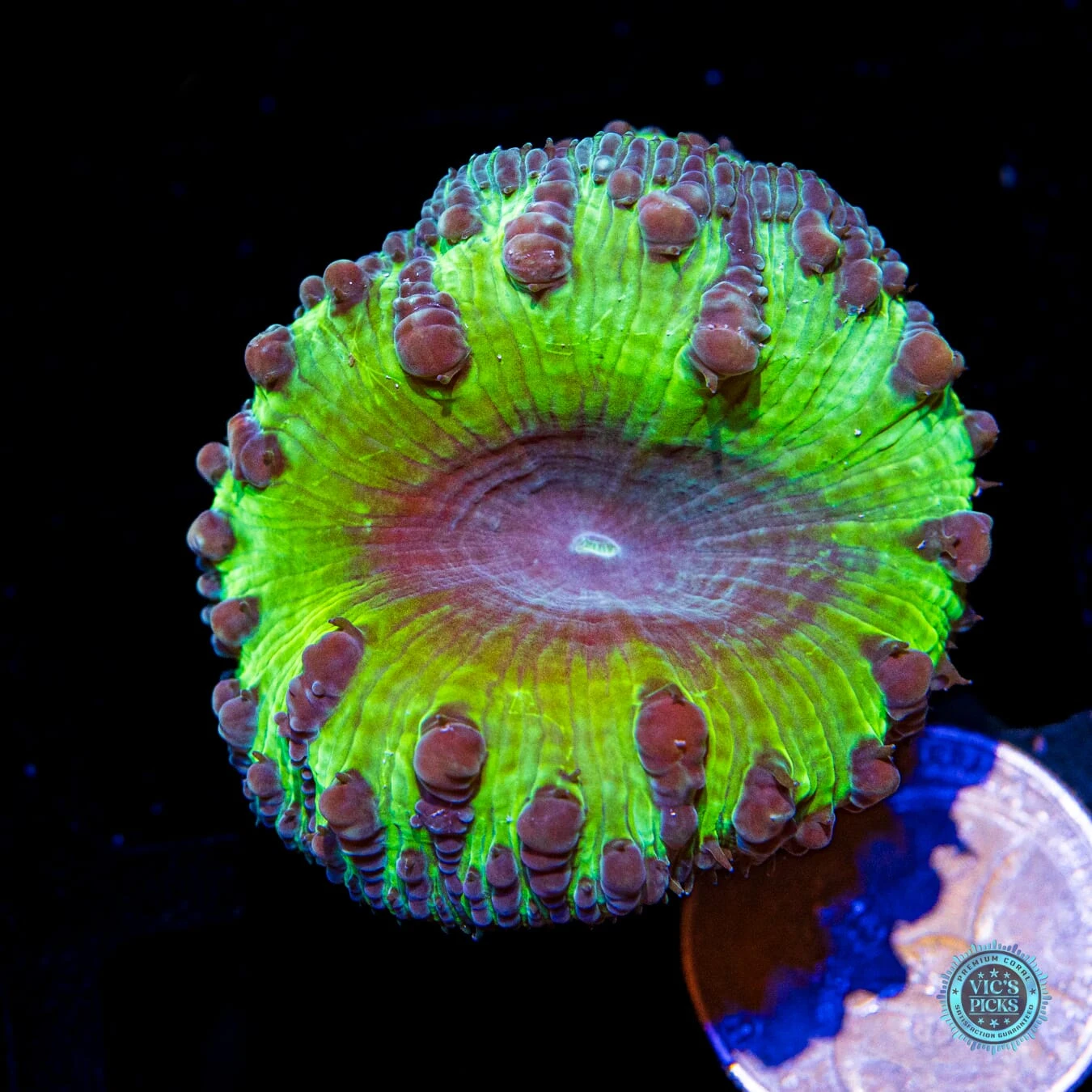 Grape Venom Blastomussa 4 Grape Venom Blastomussa - Image 2