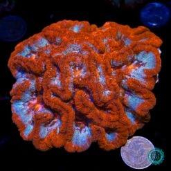 Raging Tiger Symphyllia Wilsoni 9 Raging Tiger Symphyllia Wilsoni -Coral Shop VP 051625D 18
