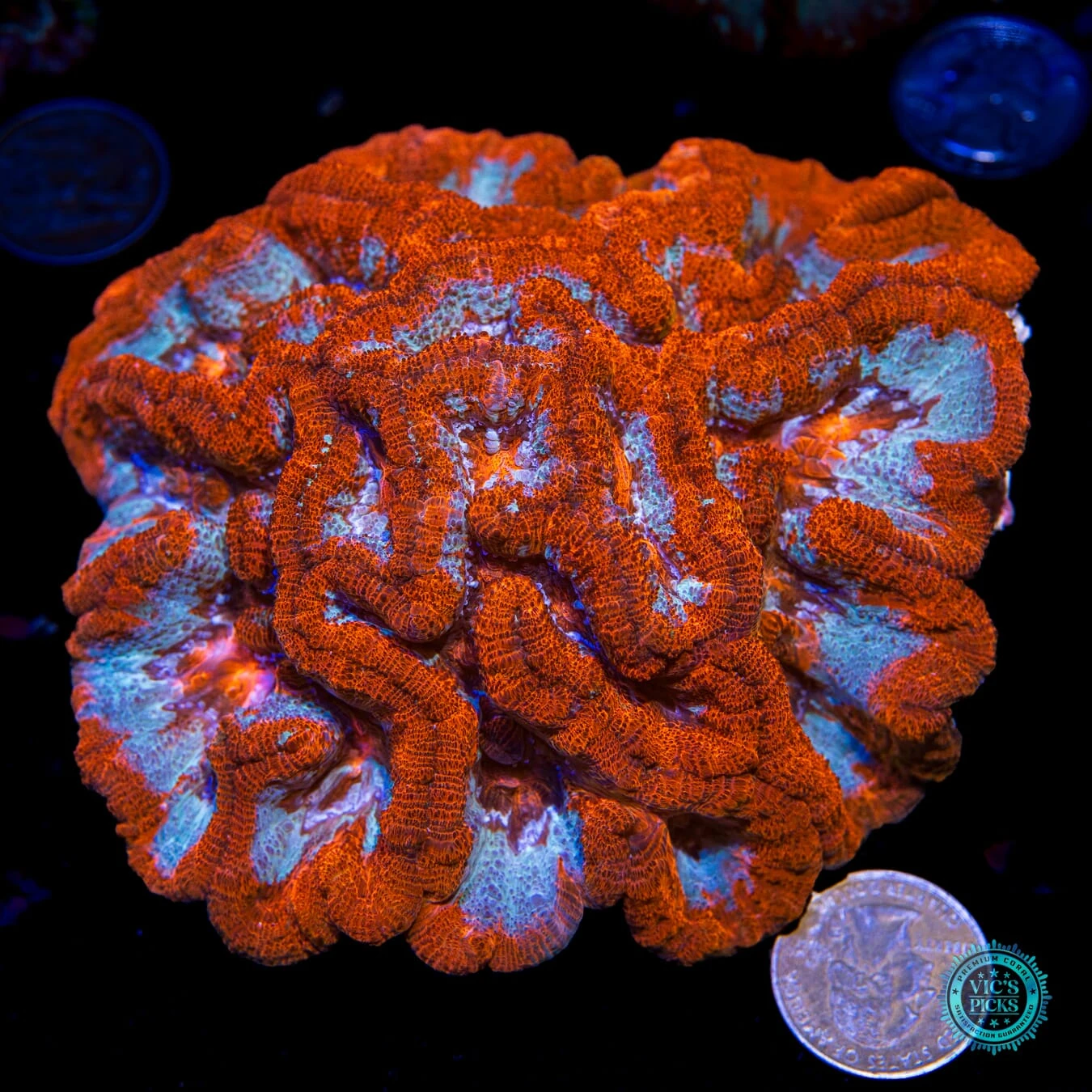 Raging Tiger Symphyllia Wilsoni 6 Raging Tiger Symphyllia Wilsoni - Image 4