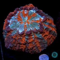 Firestorm Acanthophyllia -Coral Shop VP 051625D 21