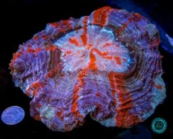 Polar Vortex Acanthophyllia -Coral Shop VP 051625D 23