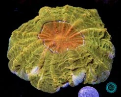 High Noon Acanthophyllia 7 High Noon Acanthophyllia -Coral Shop VP 051625D 24