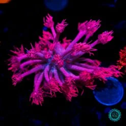 WWC Foxy Lady Goniopora