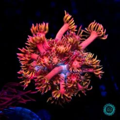 WWC Mango King Goniopora