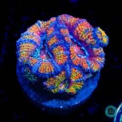 Clown Car Aussie Lord