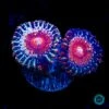 Salted Agave Zoanthids 2 Salted Agave Zoanthids -Coral Shop VP 052325A 10