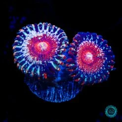 Salted Agave Zoanthids