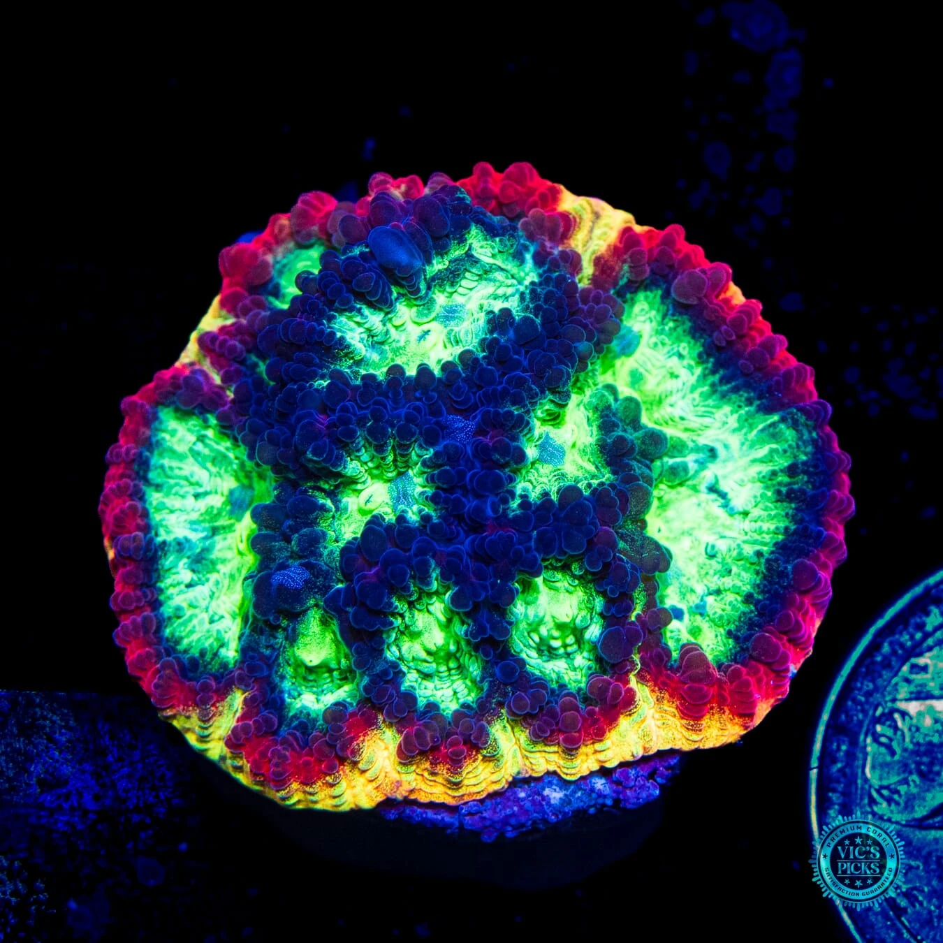 Jason Fox Psycho Rainbow Rim Favia 3 Jason Fox Psycho Rainbow Rim Favia