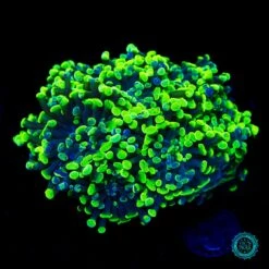 WWC Neon Splatter Branching Hammer