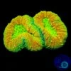 Alien Experiment Lobophyllia 1 Alien Experiment Lobophyllia -Coral Shop VP 052325A 13