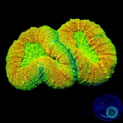 Alien Experiment Lobophyllia